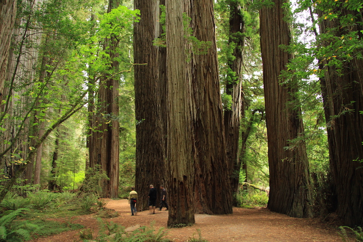 Redwoods State Park